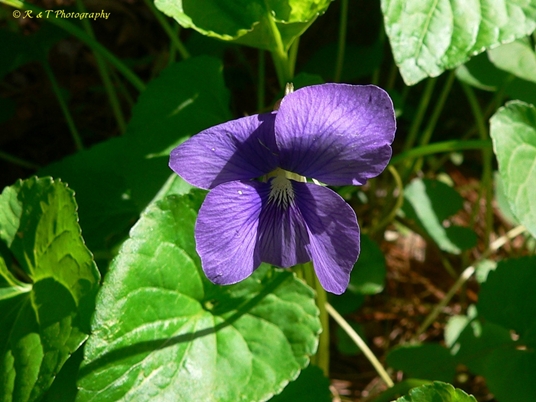 {Viola cucullata}